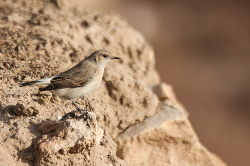 Finsch's Wheatear (Oenanthe finschii), photo 10