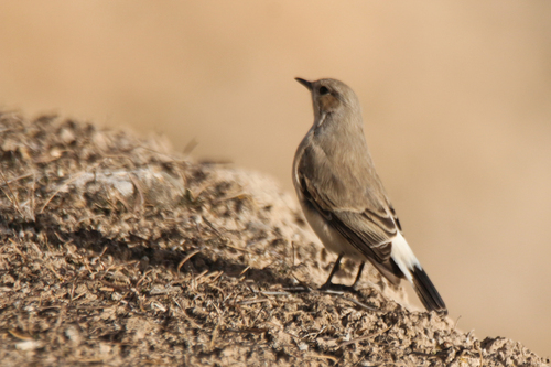 Finsch's Wheatear (Oenanthe finschii), photo 9