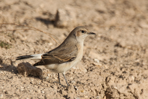 Finsch's Wheatear (Oenanthe finschii), photo 8