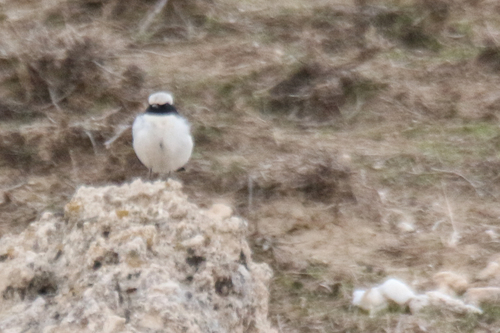 Finsch's Wheatear (Oenanthe finschii), photo 3