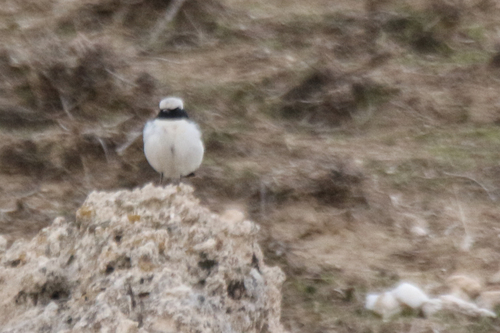 Finsch's Wheatear (Oenanthe finschii), photo 7