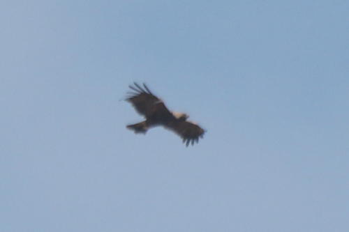 Eastern Imperial Eagle (Aquila heliaca)