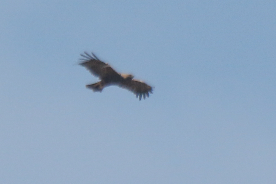 Eastern Imperial Eagle (Aquila heliaca), photo 2