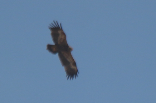 Steppe Eagle (Aquila nipalensis), photo 7