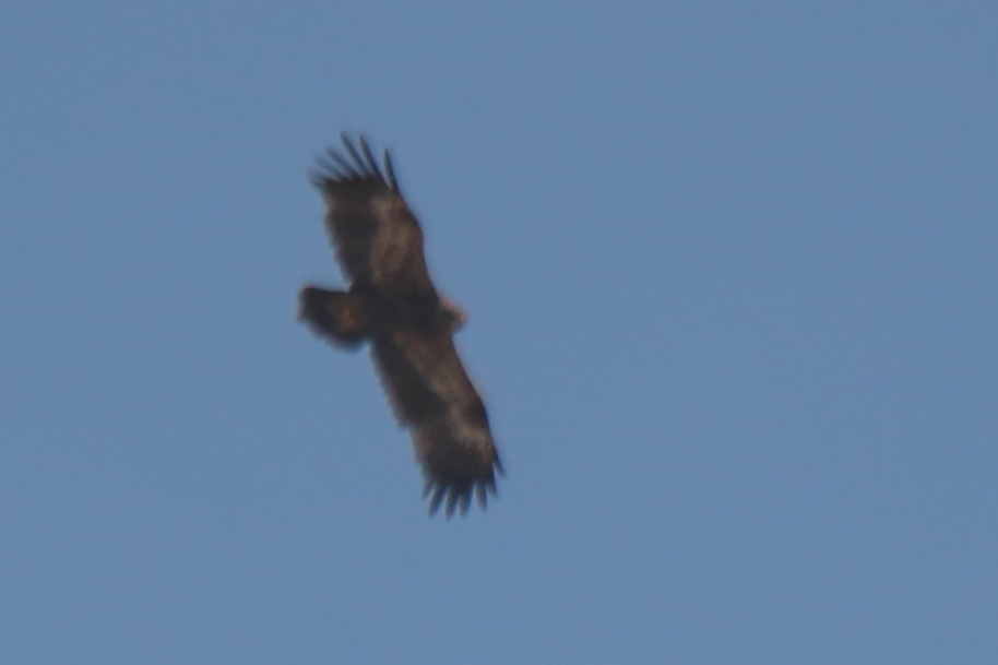 Steppe Eagle (Aquila nipalensis), photo 3