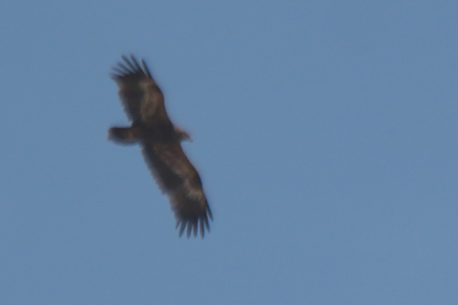 Steppe Eagle (Aquila nipalensis), photo 4