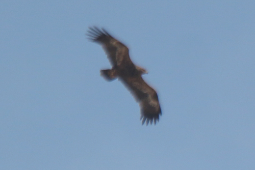 Steppe Eagle (Aquila nipalensis), photo 9