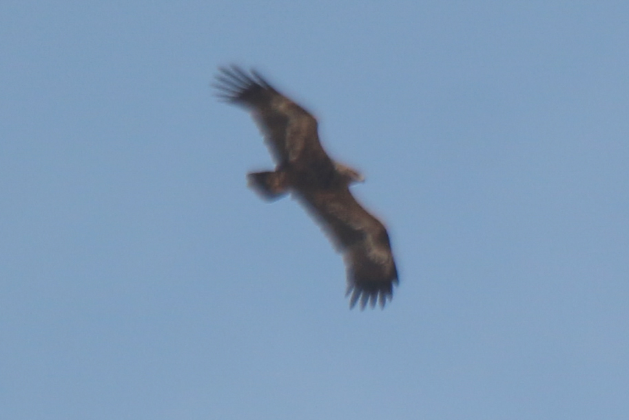 Steppe Eagle (Aquila nipalensis), photo 5