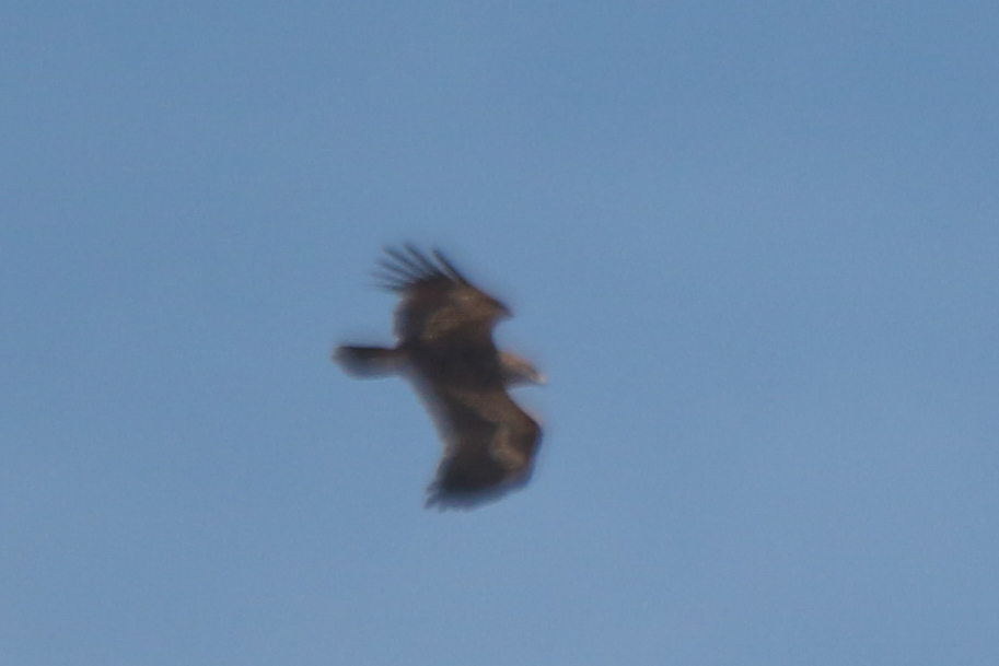 Steppe Eagle (Aquila nipalensis), photo 6