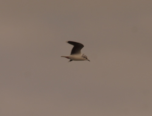 Little Gull (Hydrocoloeus minutus), photo 4