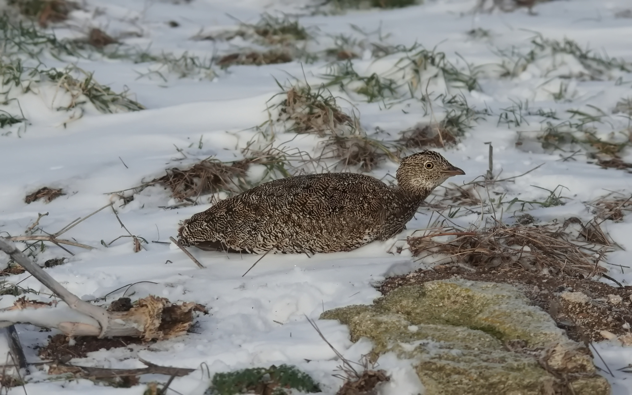Little Bustard (Tetrax tetrax), photo 1