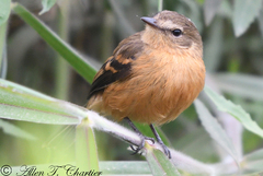 Myiophobus rufescens