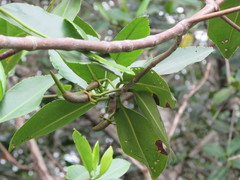 Rhizophora mangle