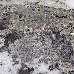 Montanelia disjuncta