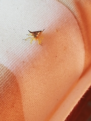 Phymata chilensis chilensis