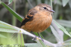 Myiophobus rufescens