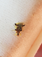 Phymata chilensis chilensis