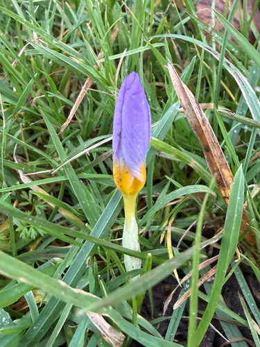 Crocus atticus, photograph 3