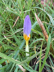 Crocus atticus, photograph (c) Holly Hodges, some rights reserved (CC BY)