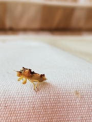 Phymata chilensis chilensis