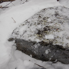 Montanelia disjuncta