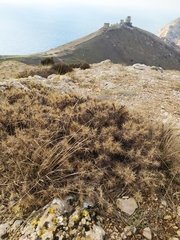 Astragalus arnacantha