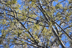 Vireo cassinii