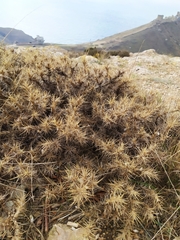 Astragalus arnacantha