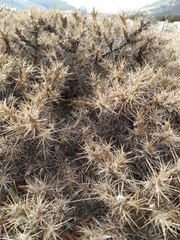 Astragalus arnacantha