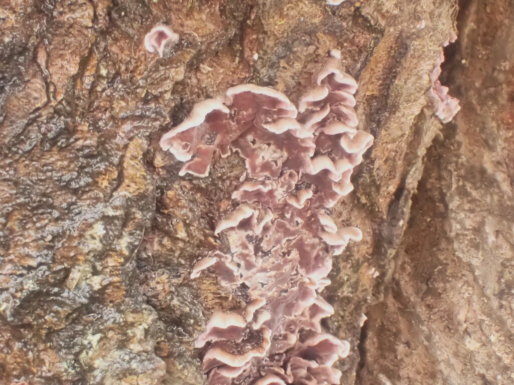 Chondrostereum purpureum · January 2026 · photo: © johnlyden (iNaturalist, cc-by)