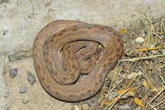 Tropidophis melanurus
