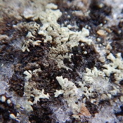 Montanelia disjuncta