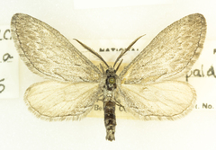 Glaucina spaldingata