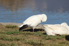 Anser caerulescens × rossii
