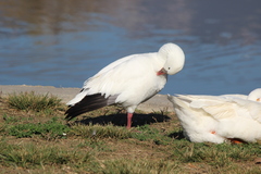 Anser caerulescens × rossii