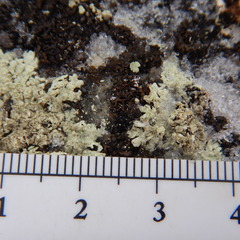 Montanelia disjuncta