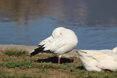 Anser caerulescens × rossii