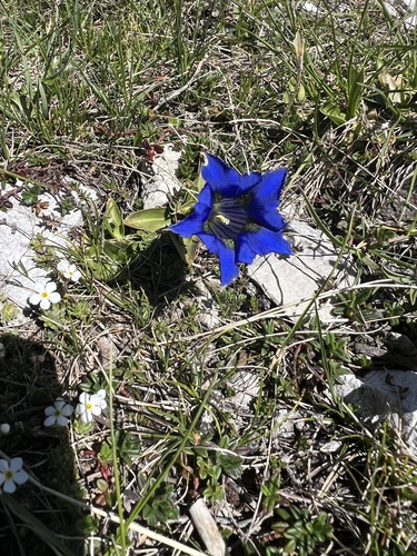 Trumpet gentian (Gentiana dinarica)