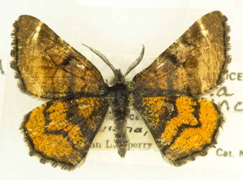 Red-winged Wave Moth photo 4