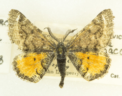 Dasyfidonia macdunnoughi