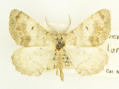 Macaria loricaria