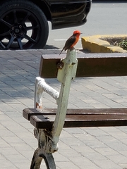 Pyrocephalus rubinus