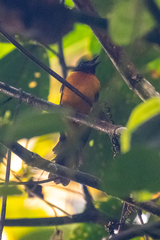 Lanio fulvus