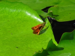 Choranthus vitellius