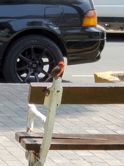 Pyrocephalus rubinus