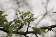 Sarcomphalus mistol, photograph (c) Lourdes Mariel Quarin, some rights reserved (CC BY)