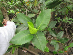 Rhizophora mangle