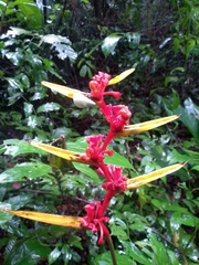 Heliconia richardiana