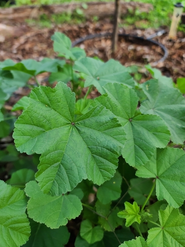 Malva parviflora observed 2026-01-21