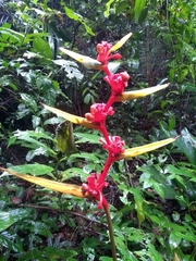 Heliconia richardiana
